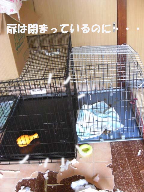 ケージ.jpg