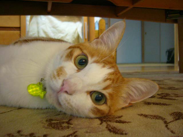 P1100105.jpg
